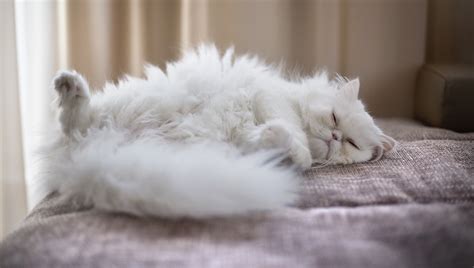 Cat Snoring: Symptoms, Causes, & Treatments - CatTime