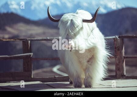 Wild white yak (bull) in Himalayas Stock Photo - Alamy