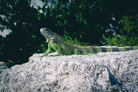 5 Sustainable Florida Keys Attractions You Don't Want to Miss - Bobo ...