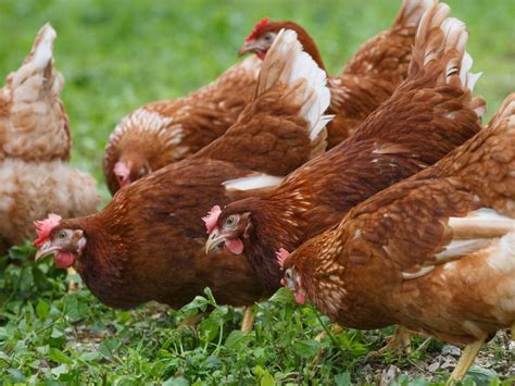 Free-range eggs: What to know