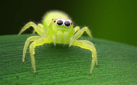 Green jumping spider | Indigo Renderer