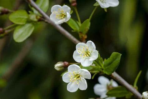 The Fantastic North Star Cherry tree - Minneopa Orchards