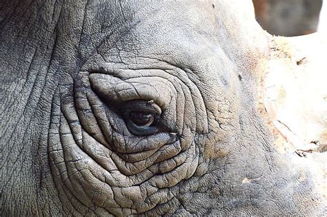 2,700+ Rhinoceros Eye Stock Photos, Pictures & Royalty-Free Images - iStock