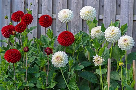 Two small decorative Dahlias | Red is "Sheval Megan" , white… | Flickr