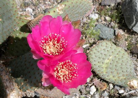 The Desert Flowers of Arizona: A Photo Gallery - WanderWisdom