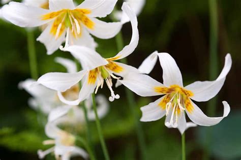 10 Plants for Moist Soil - BBC Gardeners World Magazine