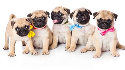 Over 171 Unique Pug Names That You'll Absolutely Love