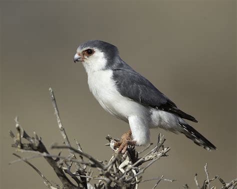 Pygmy Falcon - a photo on Flickriver