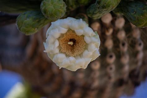 Saguaro Flower Close-Up Photograph by Matthew Hartshorn - Fine Art America