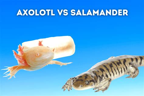 Axolotl vs Salamander [Know The Differences] – Pets From Afar