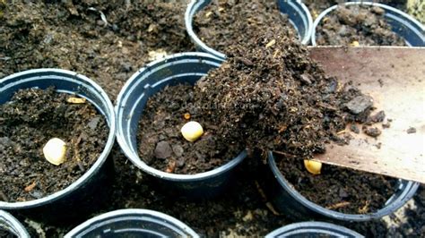 How to germinate Ginkgo biloba seeds - Dear Plants