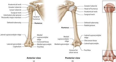 Humeral neck fracture - vtseka