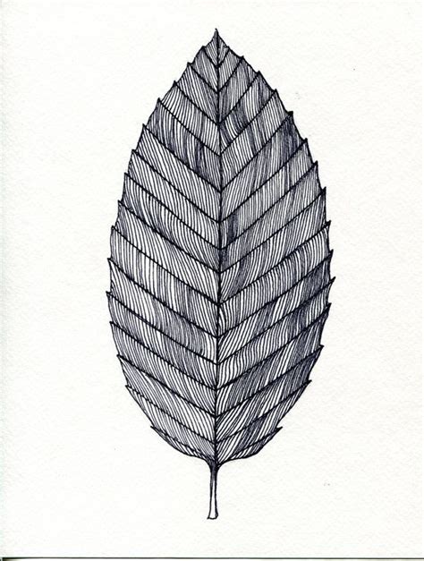 beech leaf Vine Drawing, Leaf Drawing, Floral Drawing, Tree Tattoo, Leaf Tattoos, Leaf ...