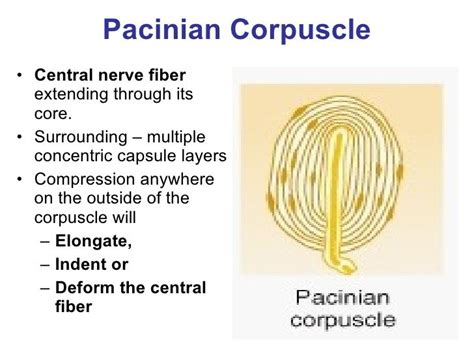 Pacinian Corpuscle Diagram