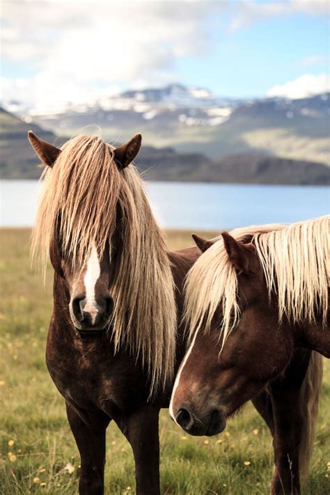 All About the Icelandic Horse (Gaited Horse Breed) | Love the Energy