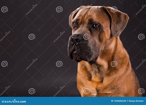 Brown Cane Corso, Studio Portrait. Stock Photo - Image of domestic ...