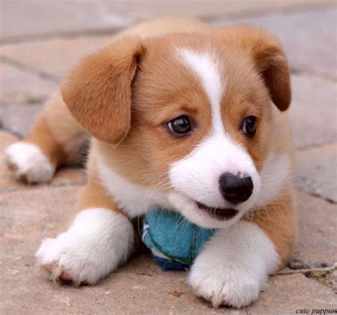 stunning cute puppies pictures and wallpapers of dogs