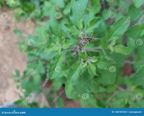 Thulasi Plant Top View, Healthy and Antibiotics Stock Photo - Image of ...