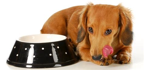 How Much To Feed A Dachshund Puppy | 4 Week - 6 Week - 8 Week