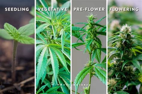 How to harvest cannabis (and use the entire plant)