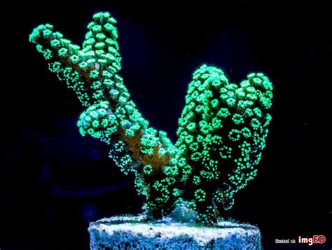 ORA Green Birdnest coral - Exotic-Corals malaysia farm