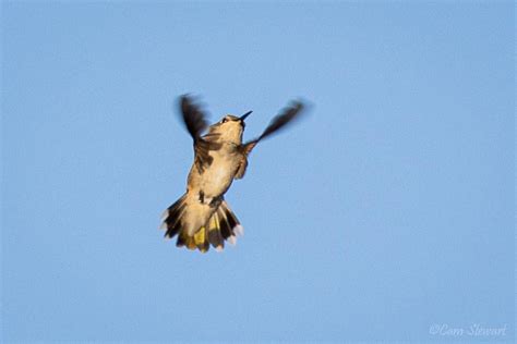 Hummingbird breakfast buffet in a swarm of gnats, always a treat to see them hunting! : r ...