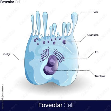 vector of Foveolar cell or surface mucous cells are mucus producing cells which line inside of ...