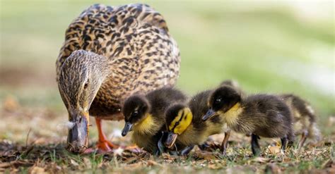 What Do Ducklings Eat? 13 Foods for Baby Ducks - IMP WORLD