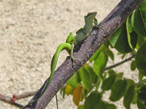 Information on Anolis maynardi (aka The Little Cayman green anolis ...