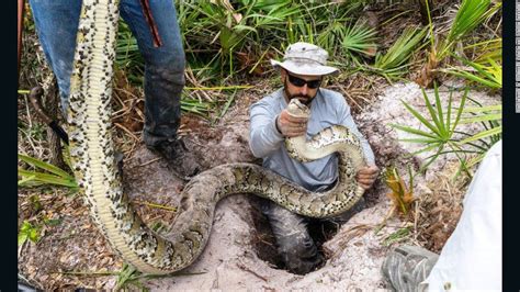 Largest Burmese python captured in Florida - CNN