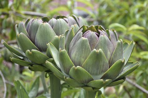 Different Artichoke Plants – Common Types Of Artichoke To Grow