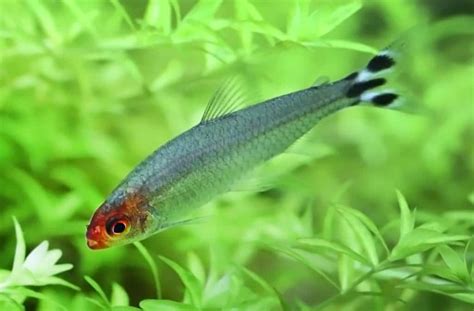 Rummy Nose Tetra: Care Guide For The Uniquely Colored Fish