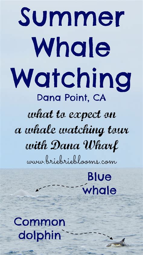 Summer Whale Watching in Dana Point, CA with Dana Wharf - Brie Brie Blooms