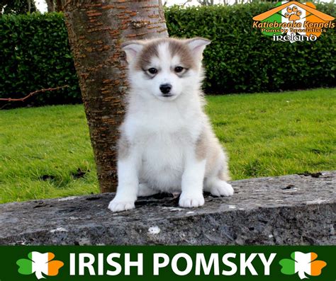 Pomeranian Cross Husky Puppies For Sale Uk - Pets Lovers