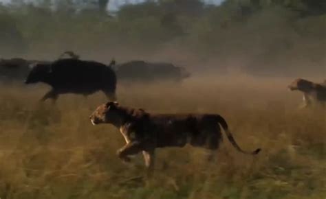 “Massive Showdown: 500 Buffalo Brothers Defeat the Lions in a Grueling ...