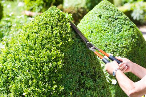 How to prune evergreen shrubs – SheKnows