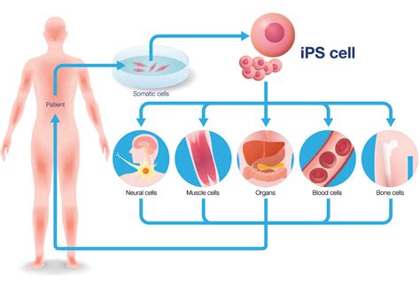 iPSC Differentiation – IPSC21 – Induced Pluripotent Stem Cells