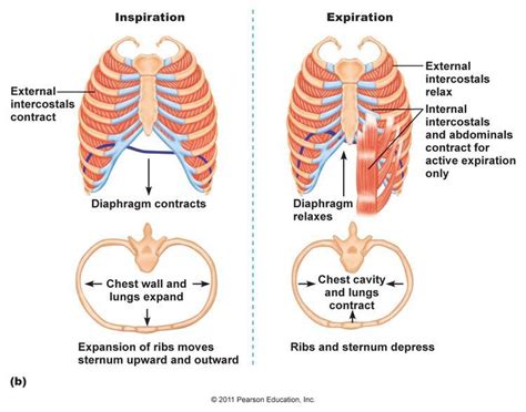 Inspiration and Expiration | Respiratory system, Anatomy, Human anatomy ...