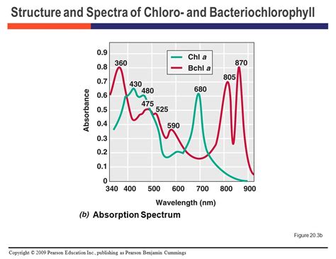 Copyright © 2009 Pearson Education Inc., publishing as Pearson Benjamin Cummings Brock Biology ...