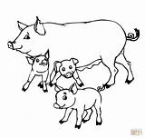 Pig Mother And Baby Pigs Coloring Online  Super sketch template