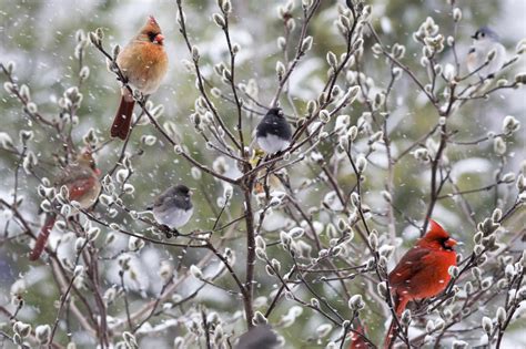 Another Round of Winter Bird Counts is on the Horizon! | Audubon Great Lakes