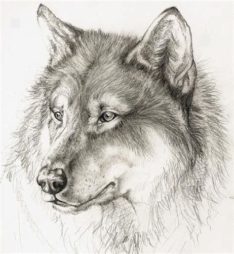 las rysunek - Szukaj w Google | Wolf drawing, Animal drawings, Animal sketches