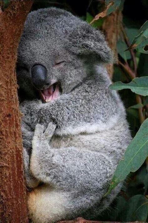 Sleeping Koala | Happy animals, Cute animals, Koala