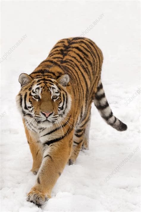 Portrait of Siberian tiger walking in snow - Stock Image - F023/1911 - Science Photo Library