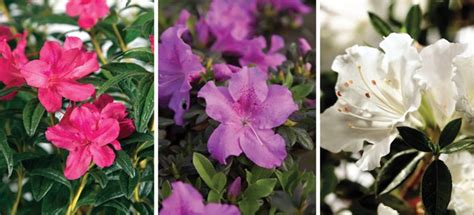 Dwarf Encore Azaleas: Small in Habit, Bold on Blooms | Encore Azalea