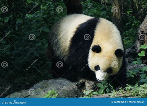 Panda in rainforest stock image. Image of black, tourism - 122482063