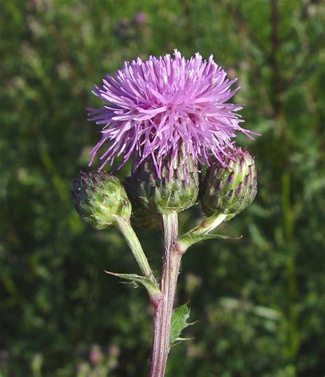 Cirsium arvense - Alchetron, The Free Social Encyclopedia