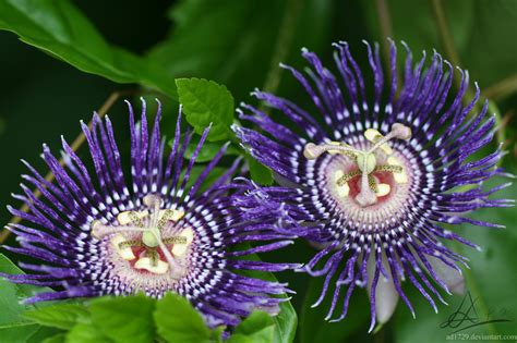 Twin flowers. by AD1729 on DeviantArt