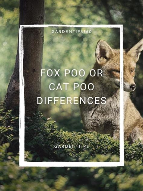 Fox Poo or Cat Poo: What's the Difference? | Garden Tips