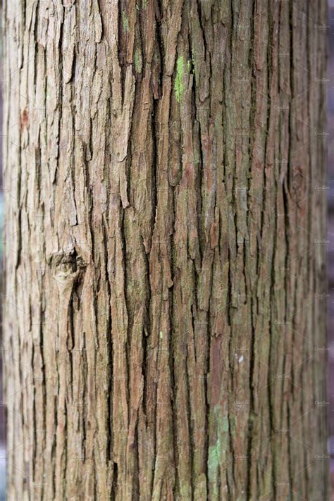 Tree bark featuring nature, tree bark, and tree bark texture | Nature ...